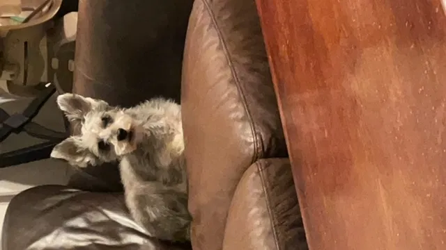 Lost dog in Garland, TX, 75040