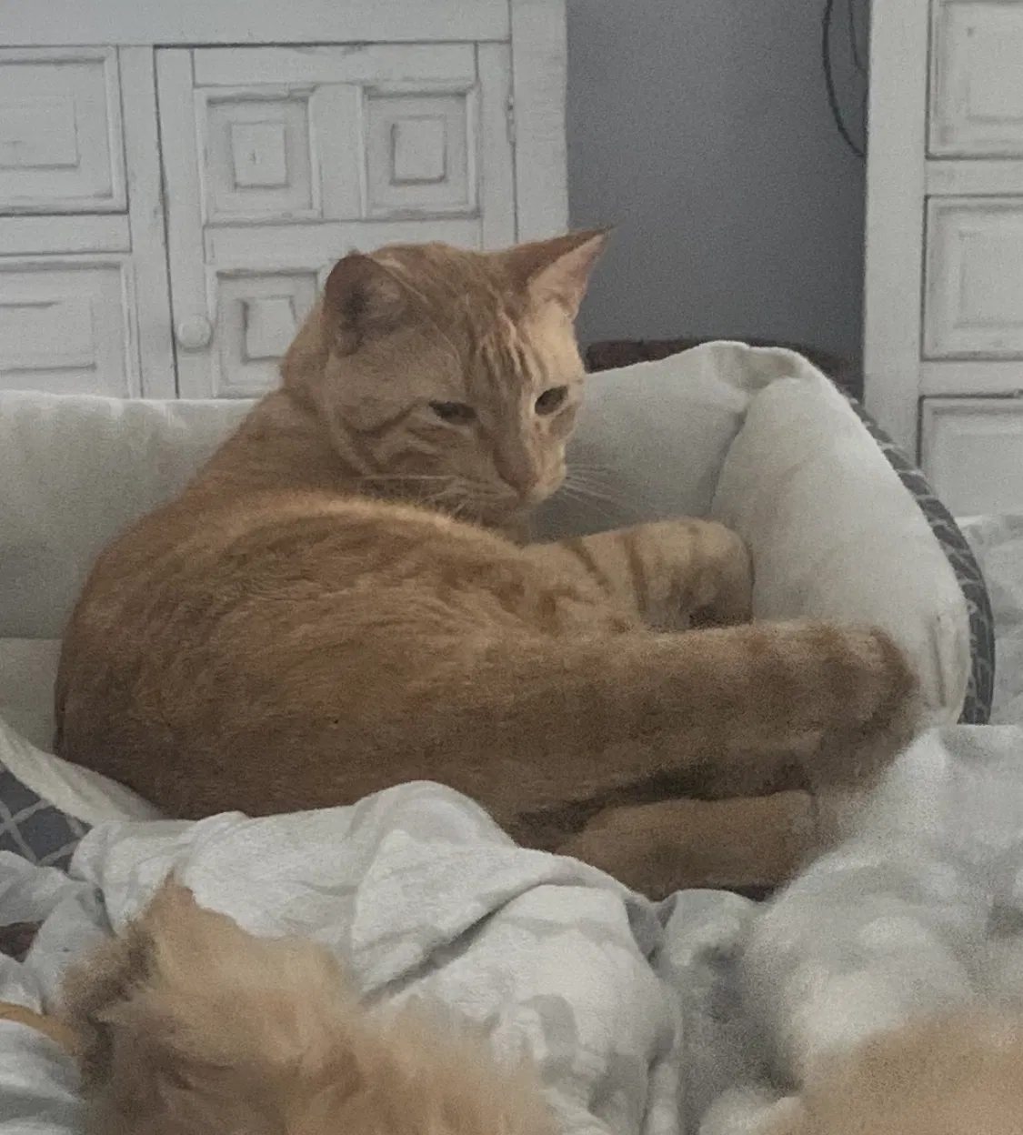 Lost cat in Slidell, LA, 70461
