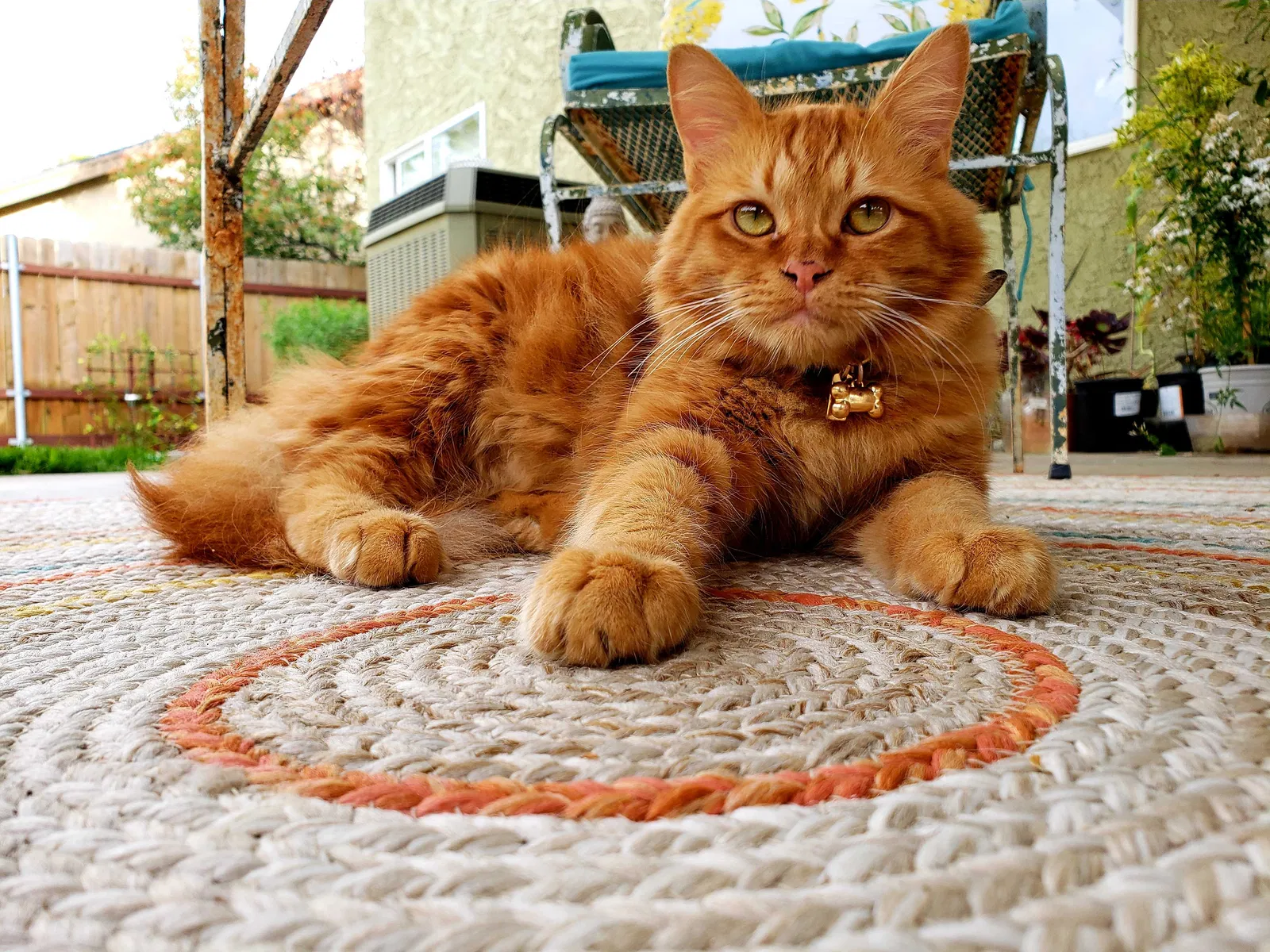 Lost cat in Citrus Heights, CA, 95621