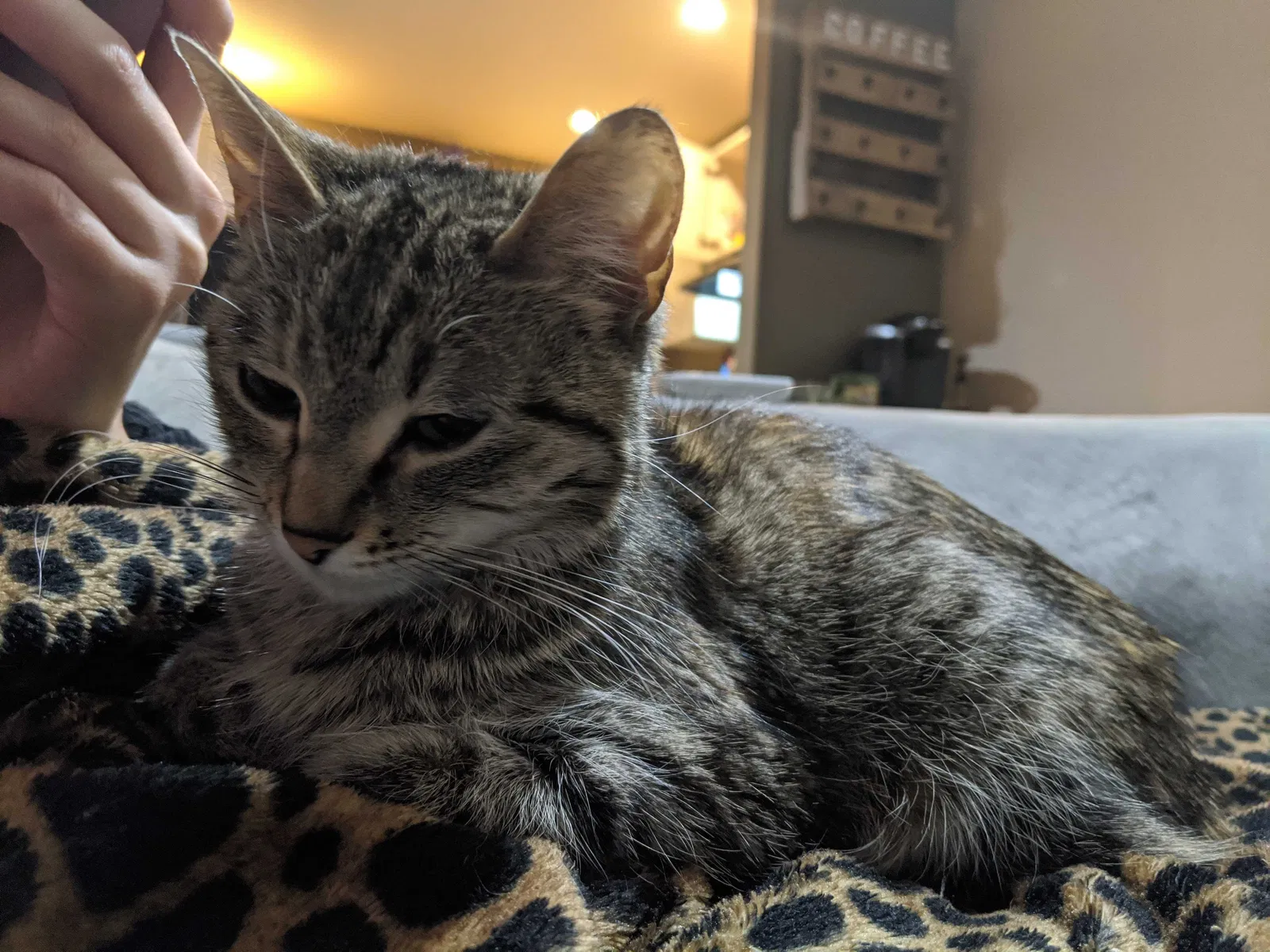 Lost cat in Loveland, CO, 80538
