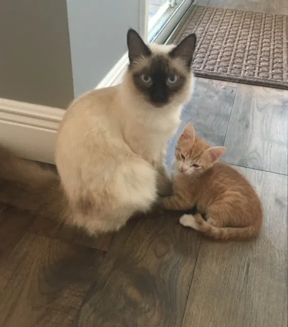 Lost cat in Ponte Vedra, FL, 32081