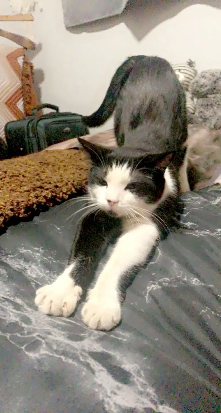 Lost cat in Wittmann, AZ, 85361