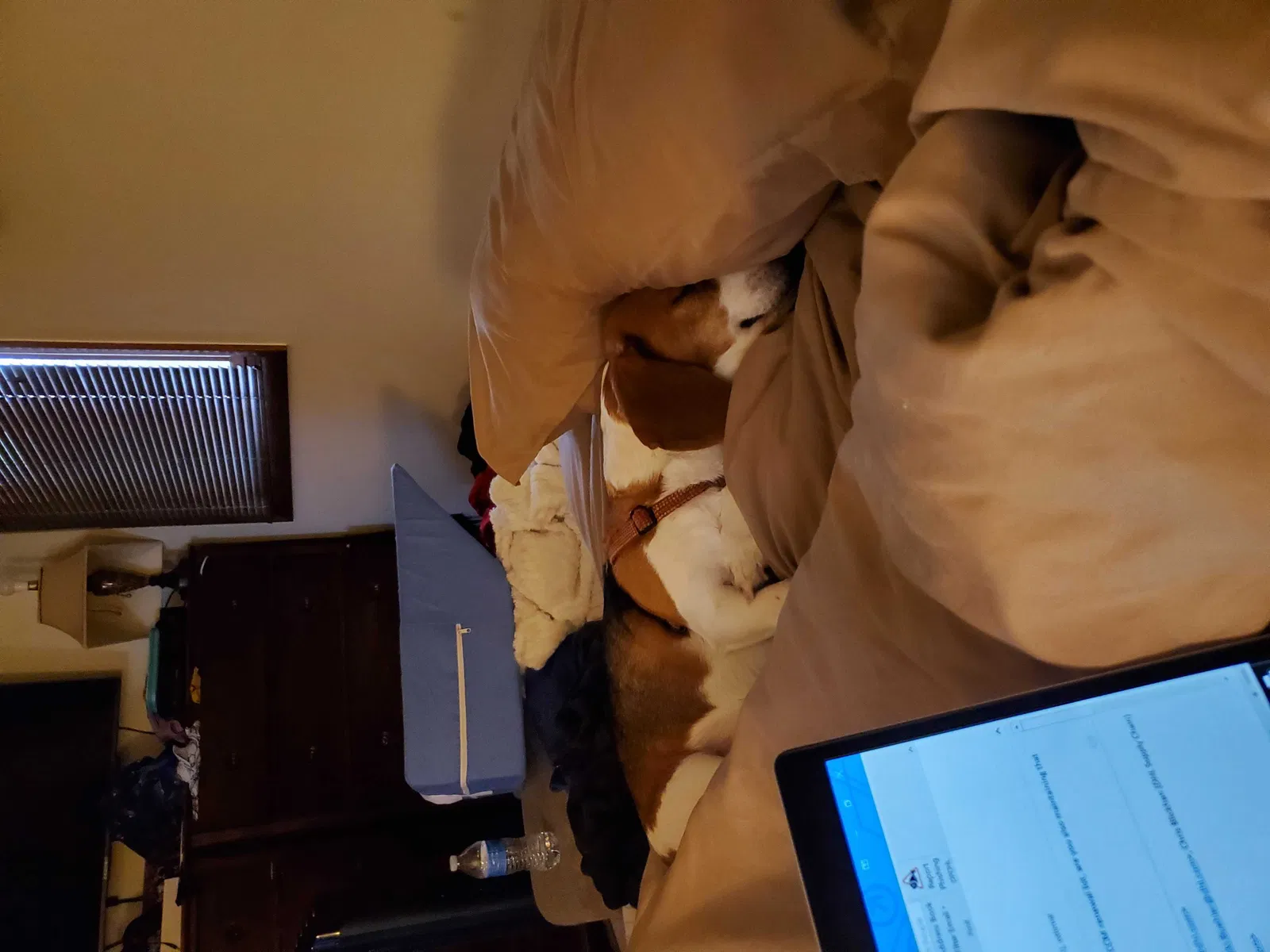 Lost dog in Carroll, OH, 43112