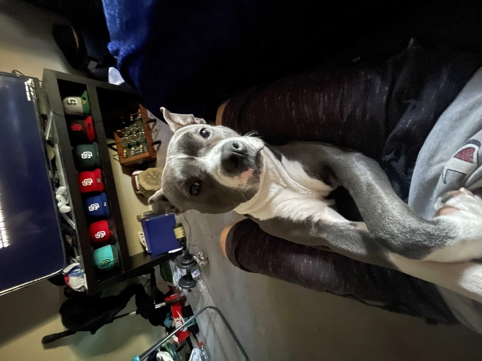 Lost dog in San Diego, CA, 92113