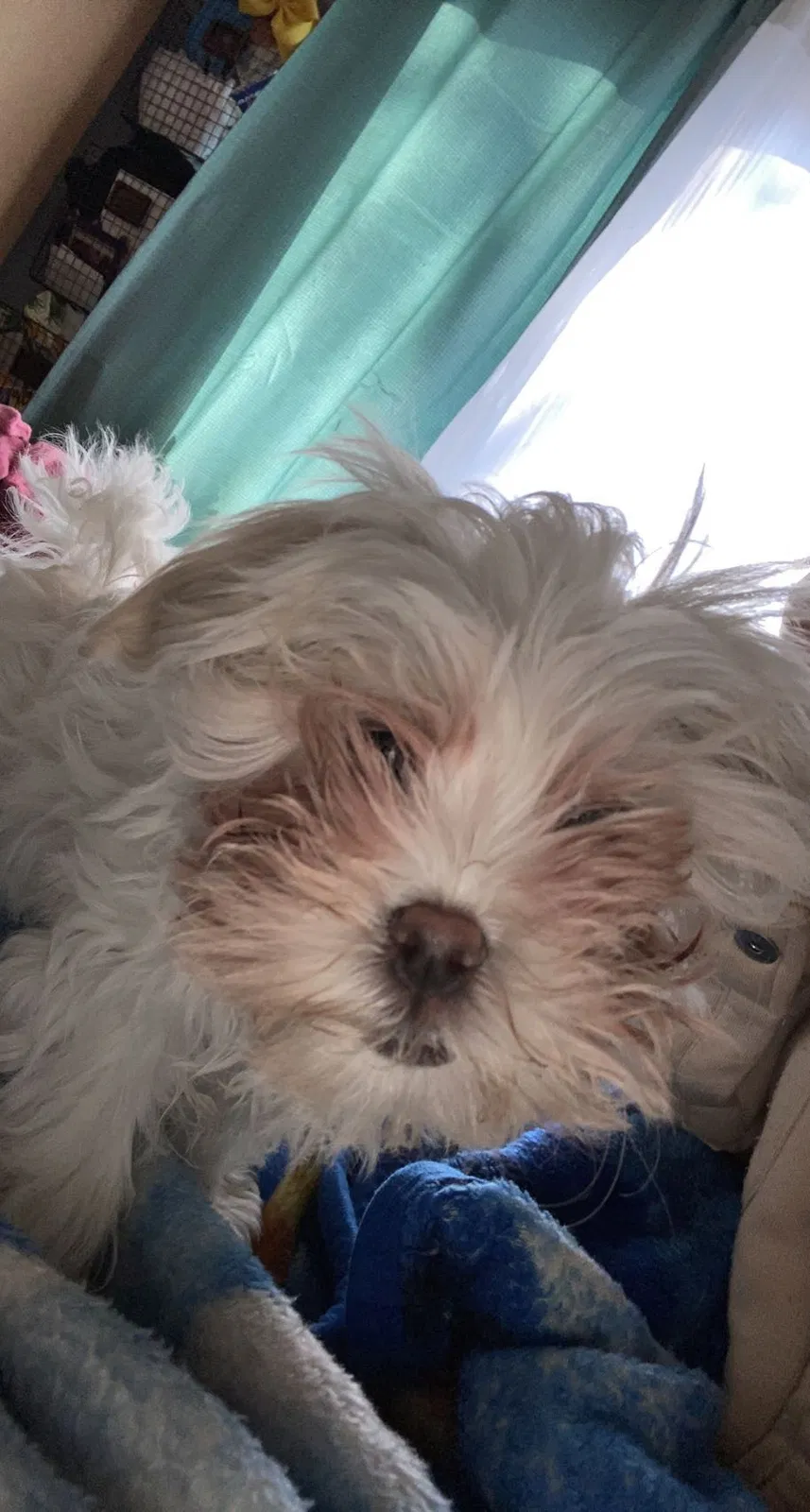 Lost dog in Indianapolis, IN, 46227