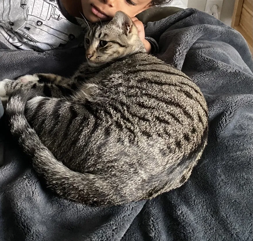 Lost cat in Elk Grove, CA, 95758