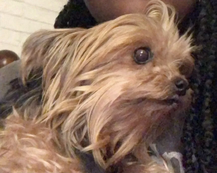 Lost dog in Rock Hill, SC, 29730