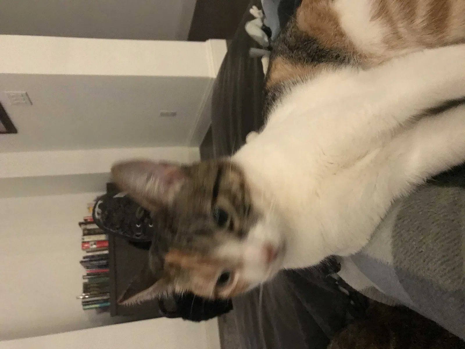 Lost cat in Allen, TX, 75013