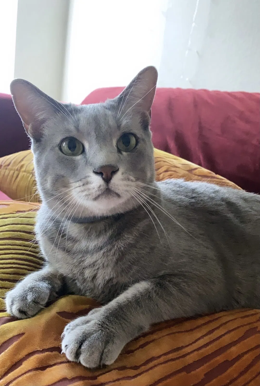 Lost cat in Austin, TX, 78741