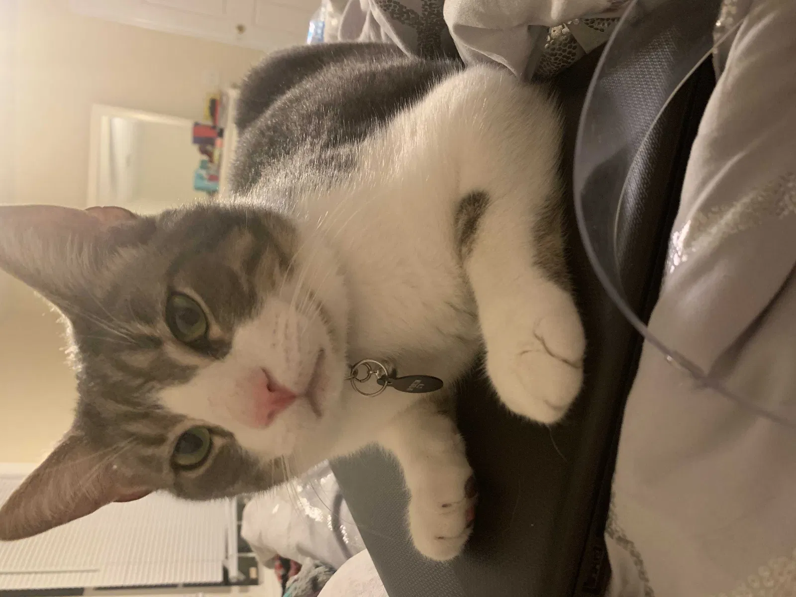 Lost cat in Sanford, NC, 27332