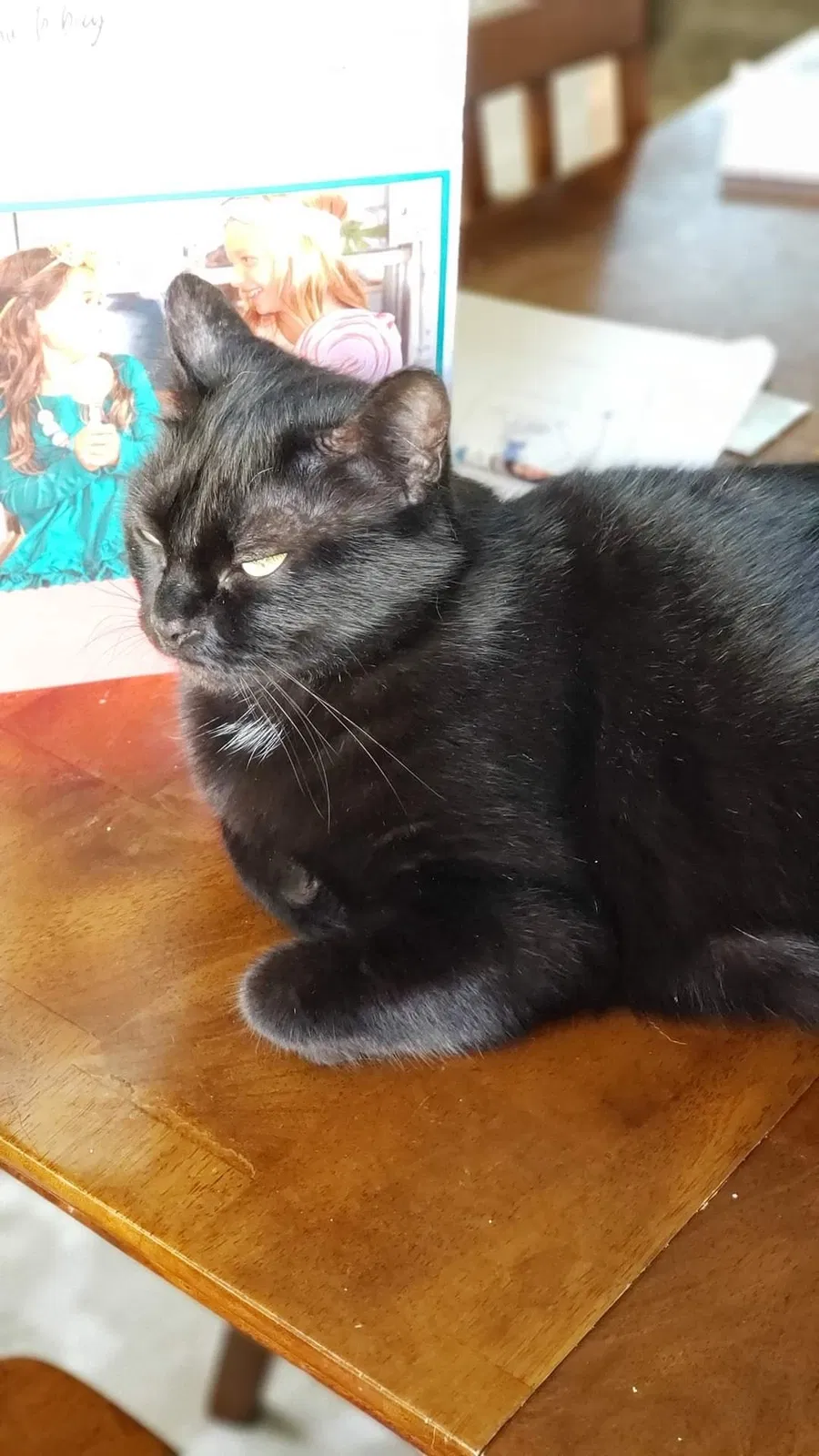 Lost cat in Fort George G Meade, MD, 20755