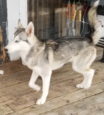 Lost dog in Edgewood, NM, 87015
