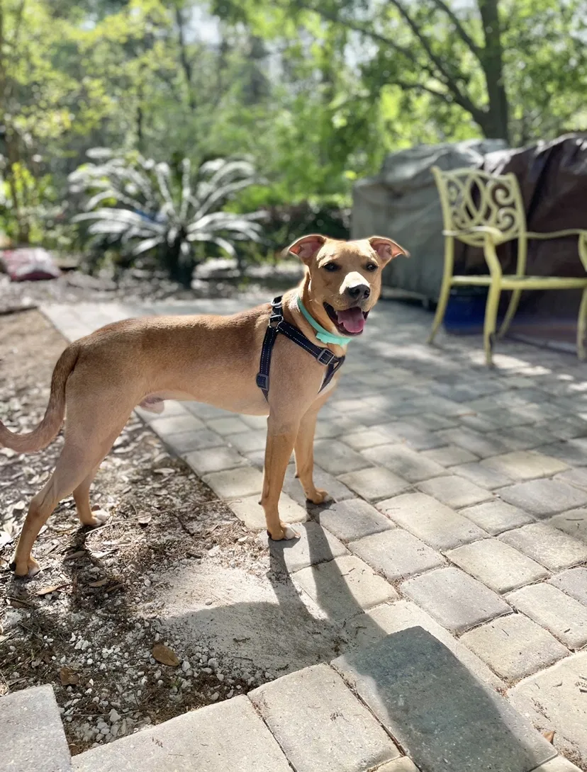 Lost dog in Jacksonville, FL, 32256