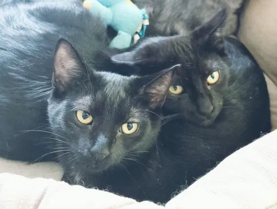 Lost cat in Forest Grove, OR, 97116