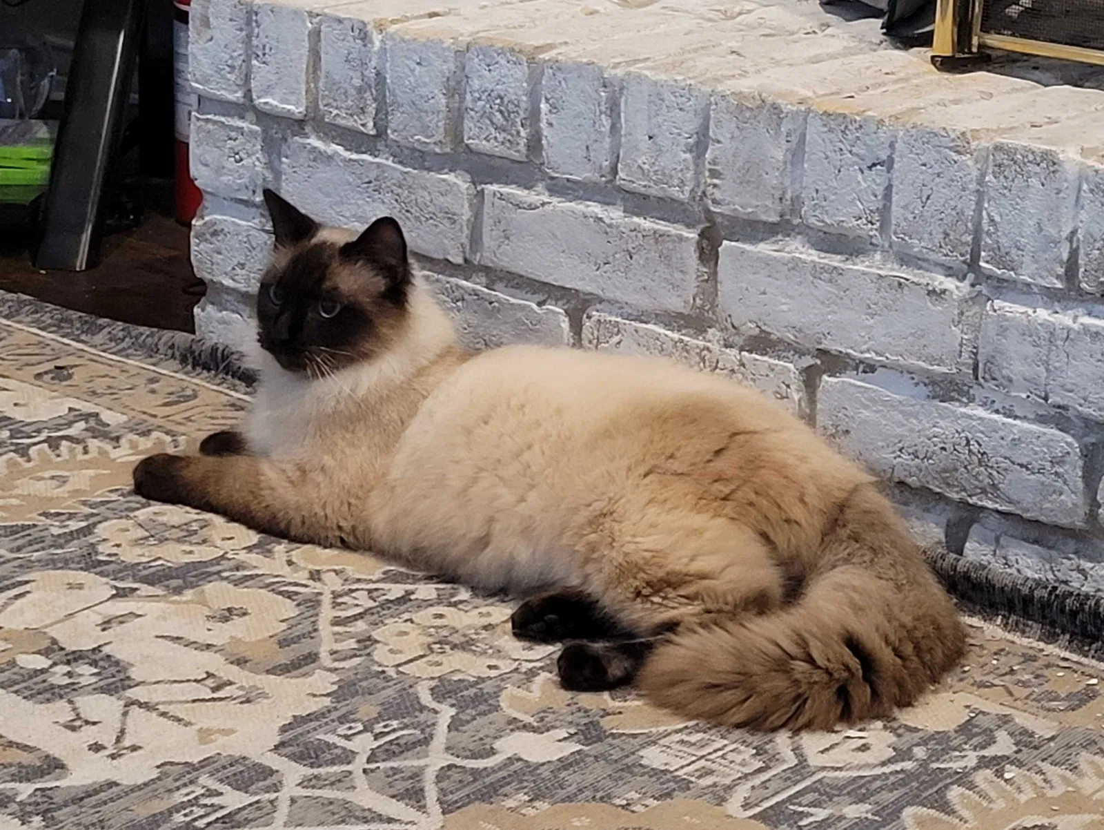 Lost cat in Garland, TX, 75041