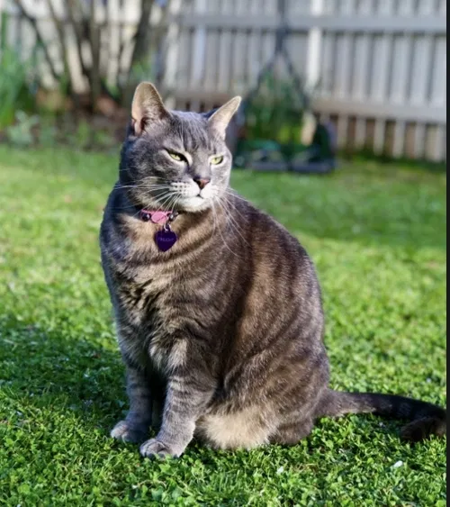 Lost cat in Decatur, GA, 30030