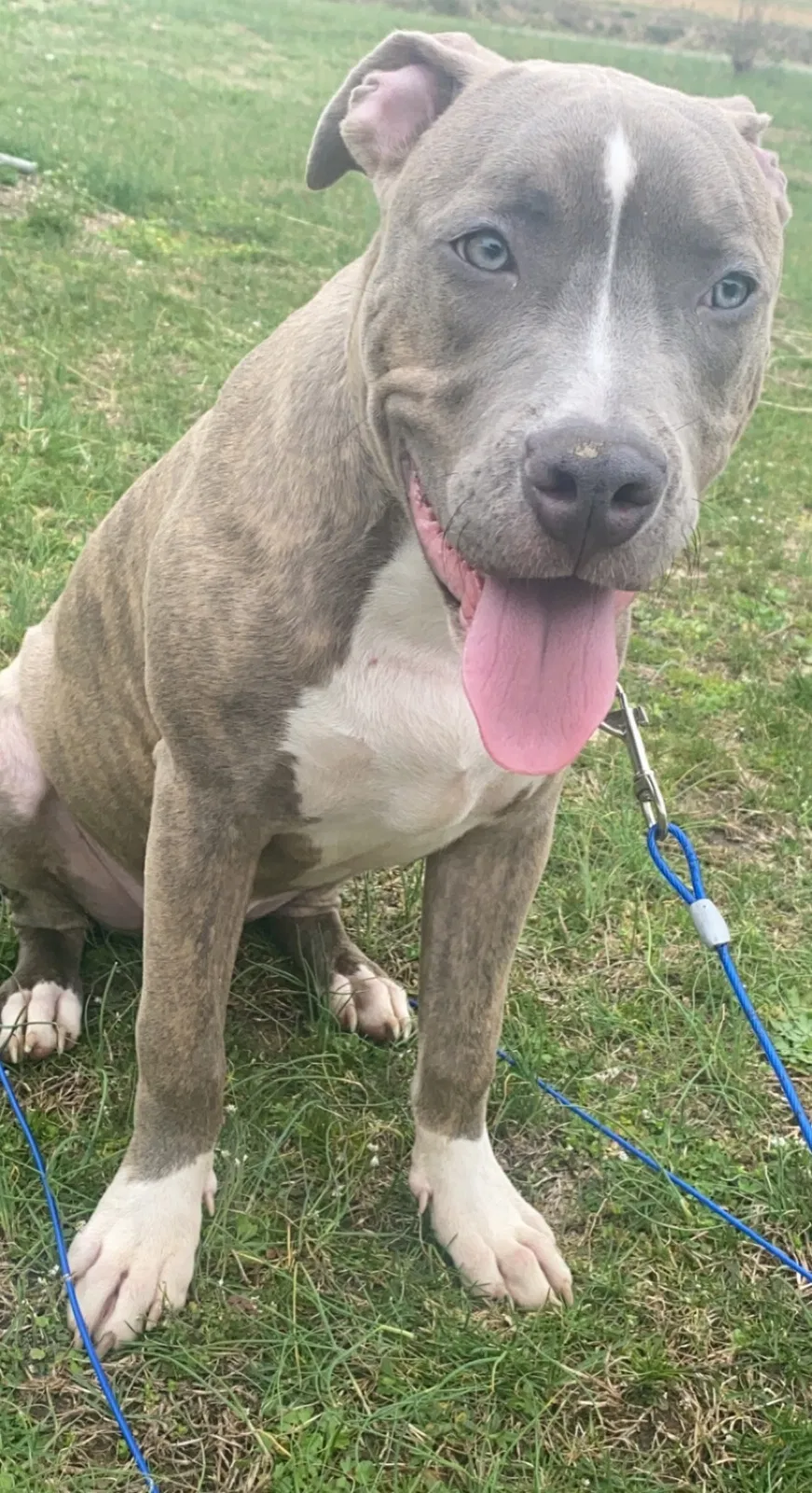 Lost dog in Berea, KY, 40403