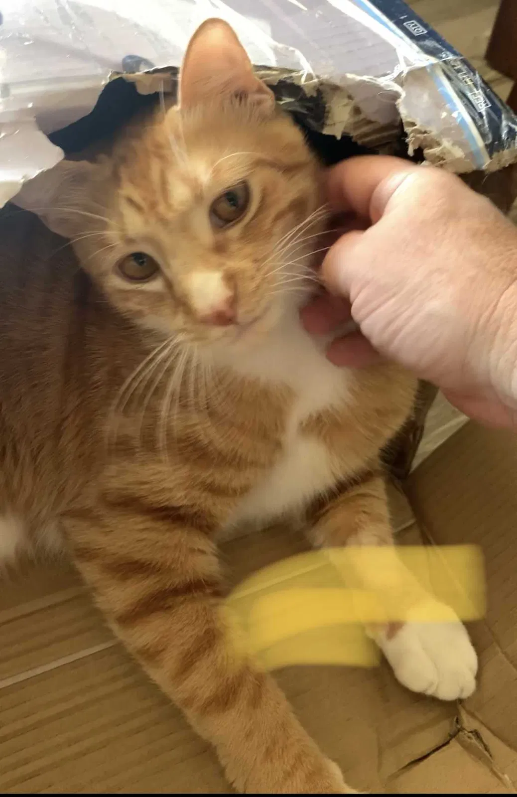 Lost cat in San Marcos, CA, 92078
