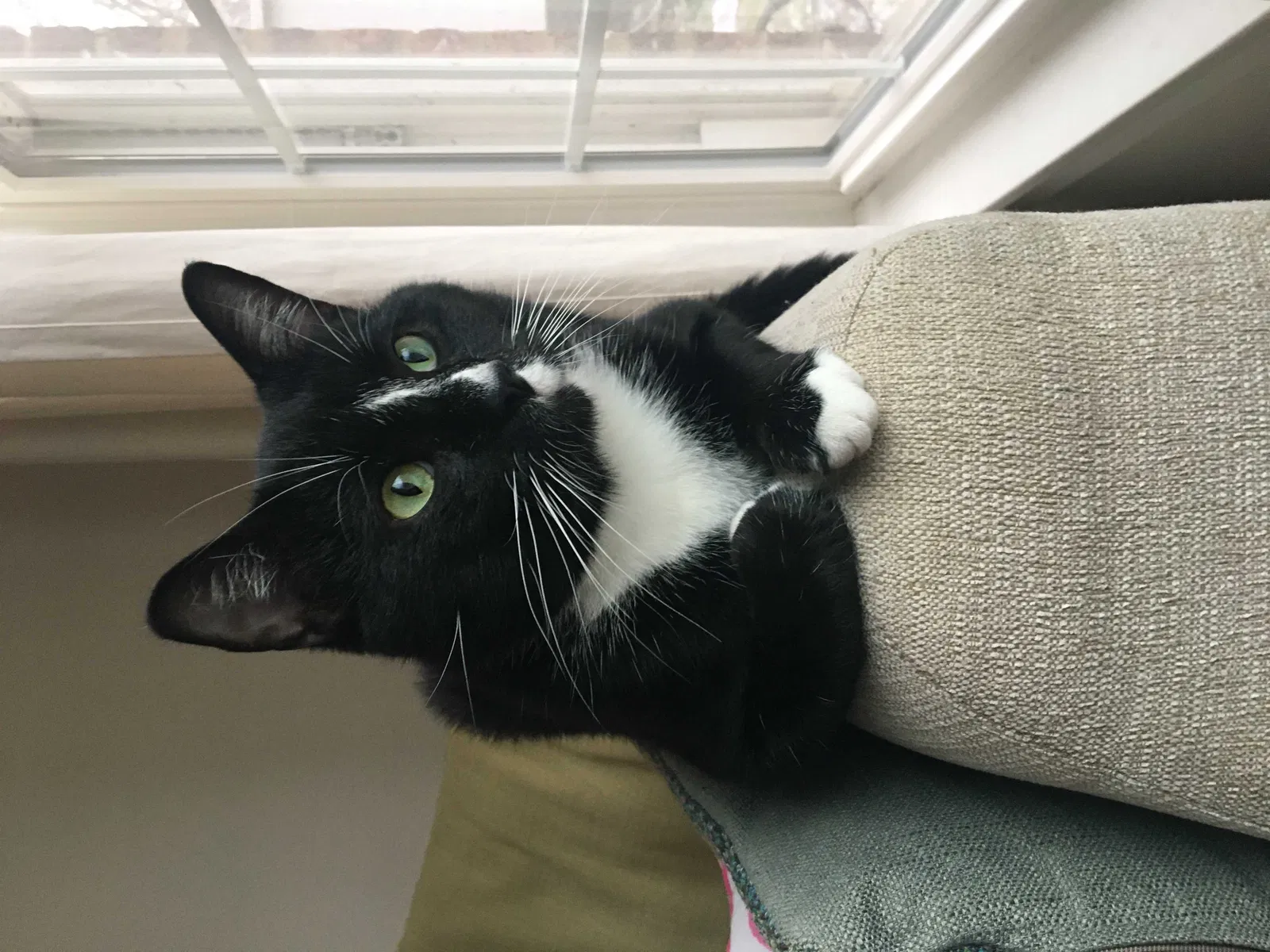 Lost cat in Chicago, IL, 60659