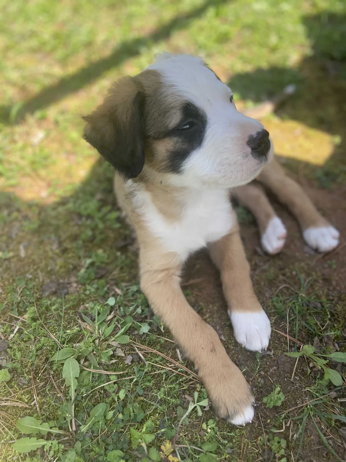 Lost dog in Blackstone, VA, 23824