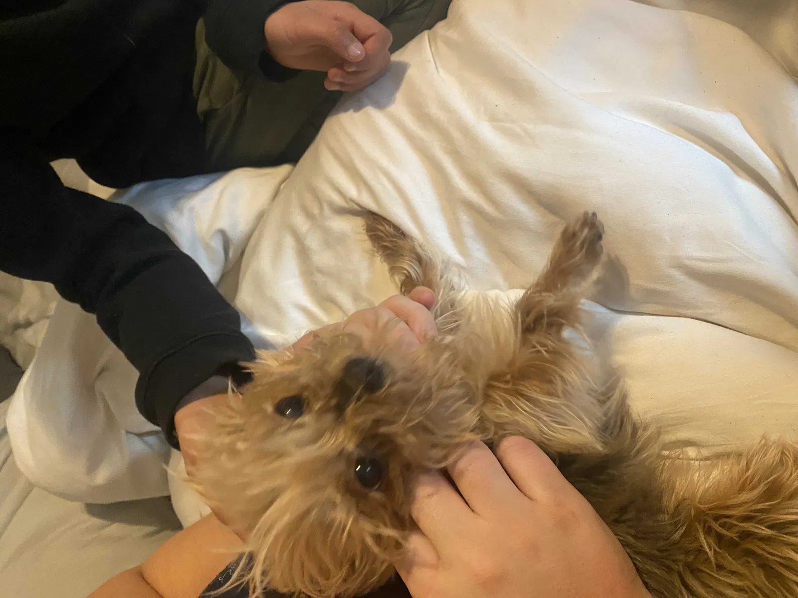 Lost dog in Salt Lake City, UT, 84120