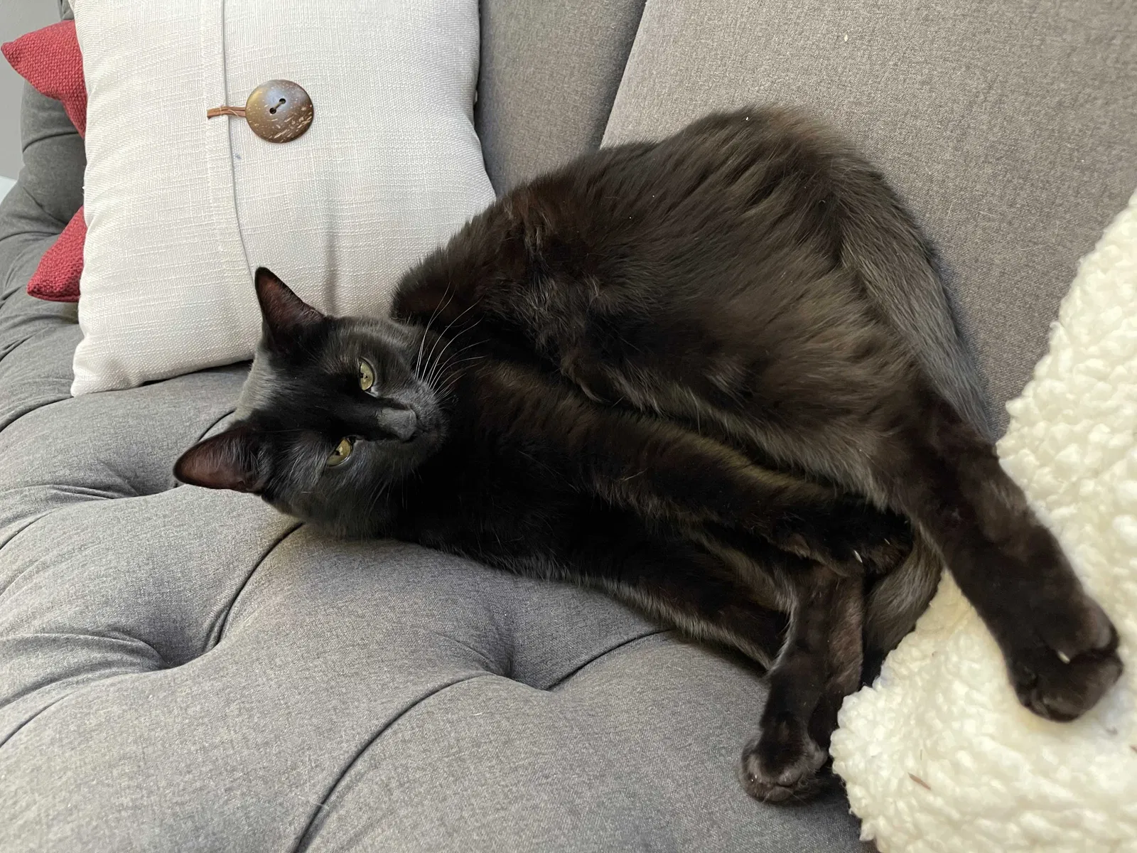 Lost cat in Auburn, WA, 98092