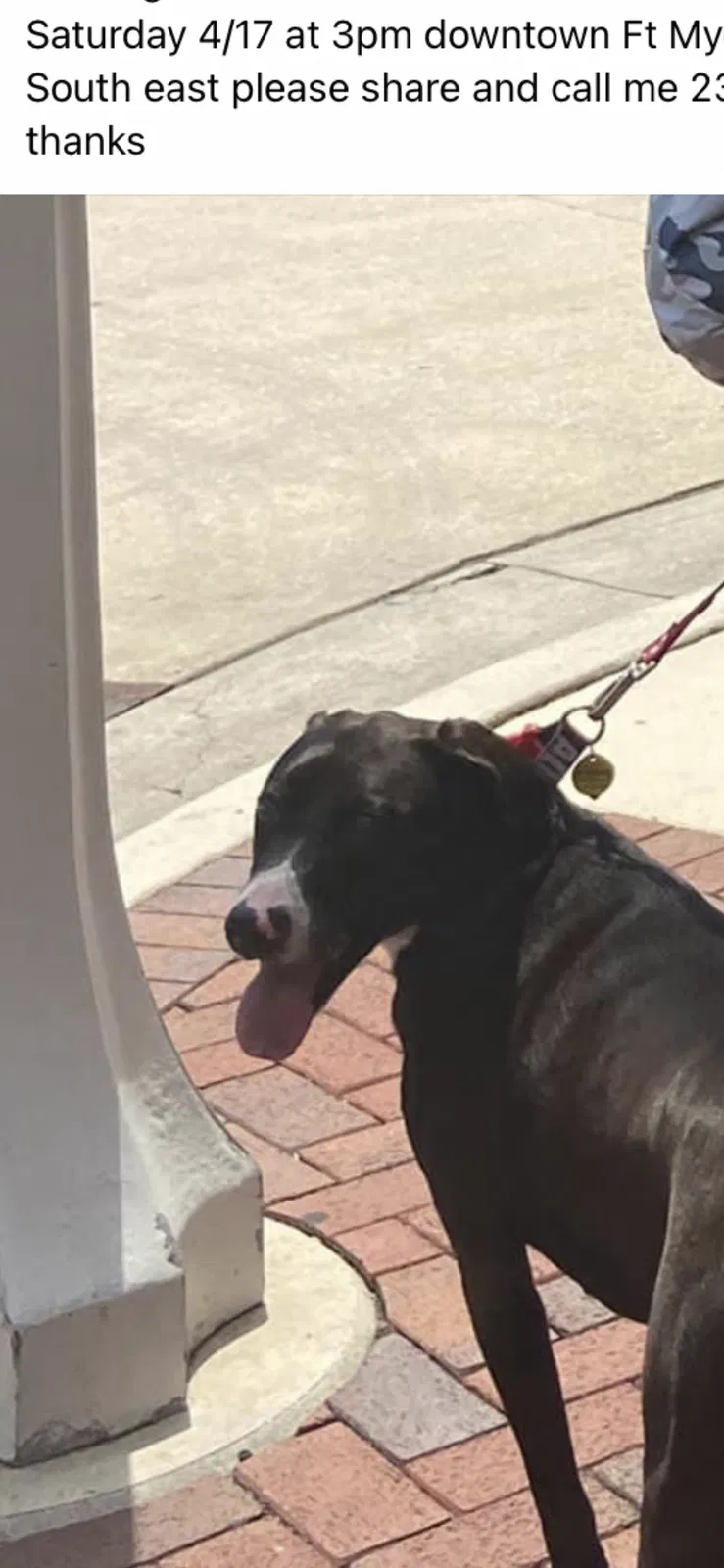 Lost dog in Fort Myers, FL, 33901