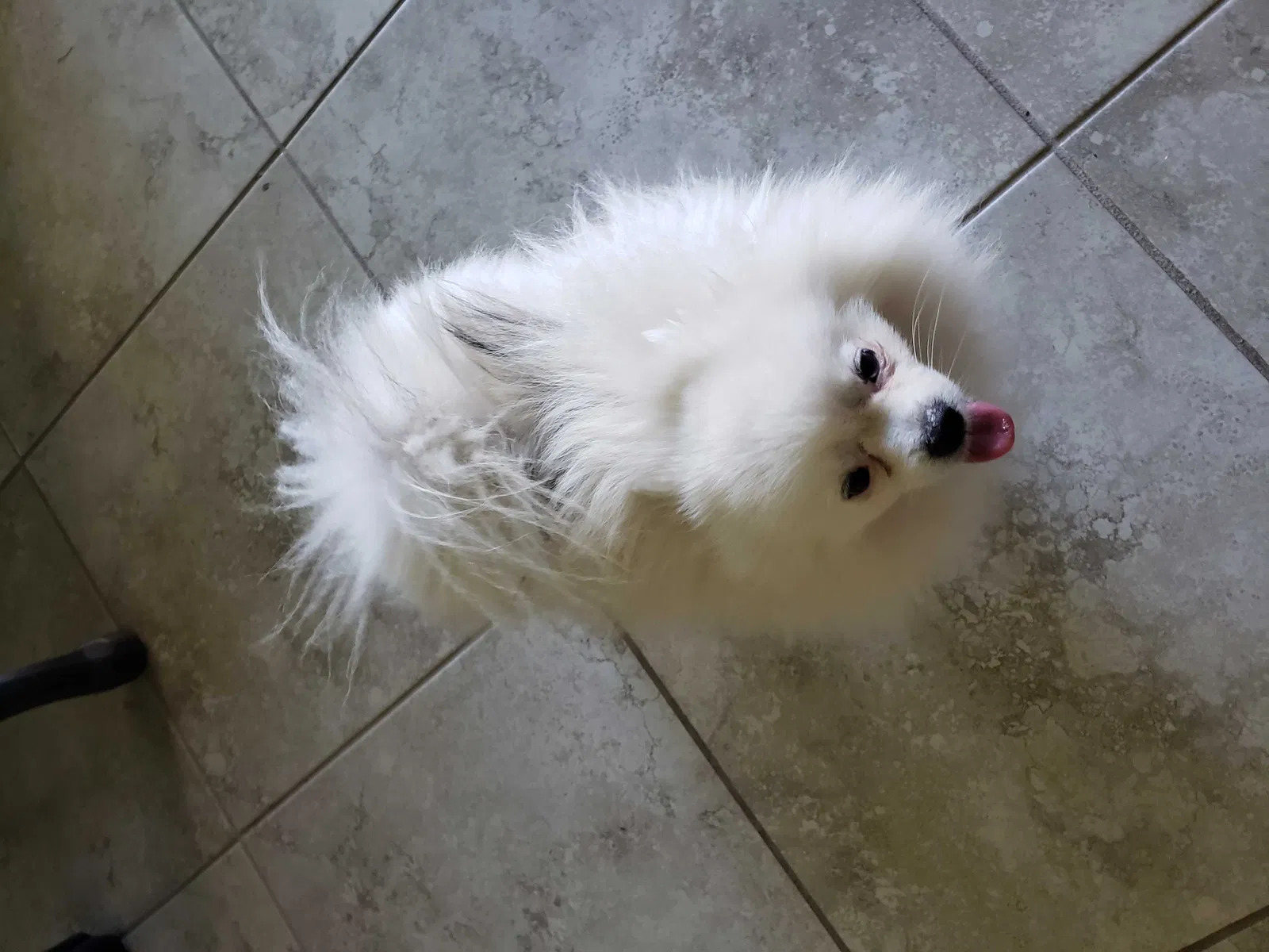 Lost dog in New Port Richey, FL, 34652