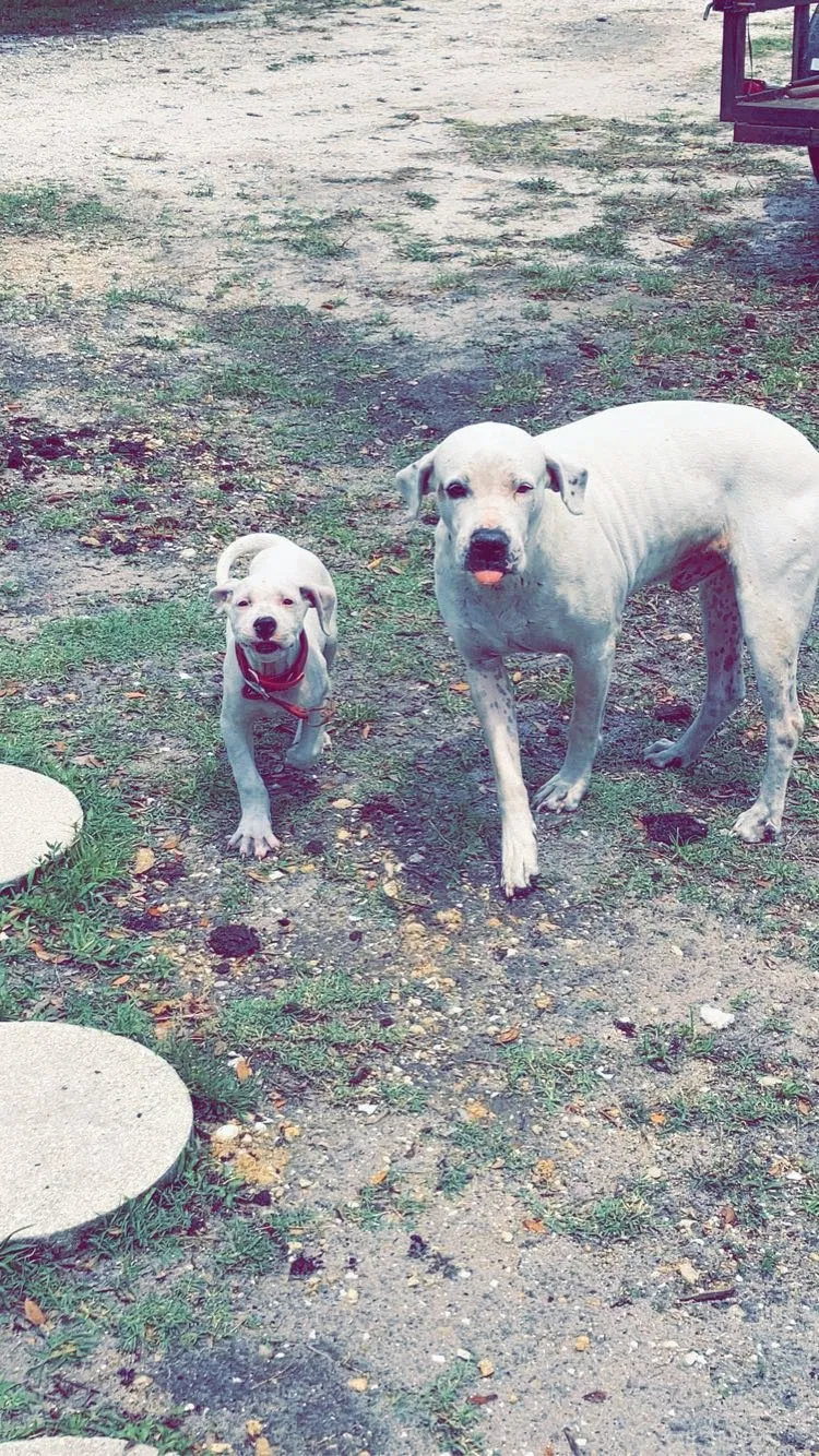 Lost dog in Sebring, FL, 33875