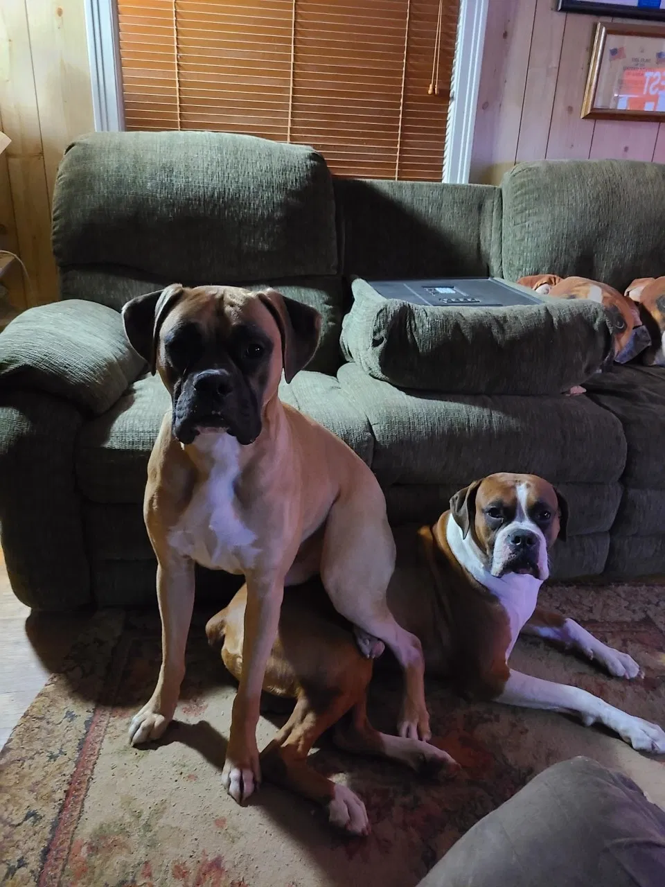 Lost dog in Mobile, AL, 36609