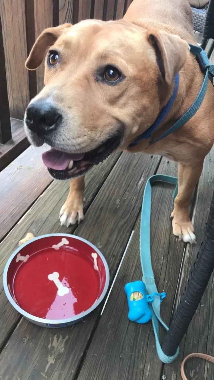 Lost dog in Darlington, PA, 16115