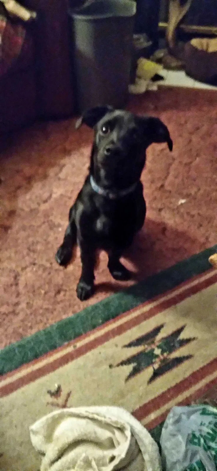 Lost dog in Woodbury, TN, 37190