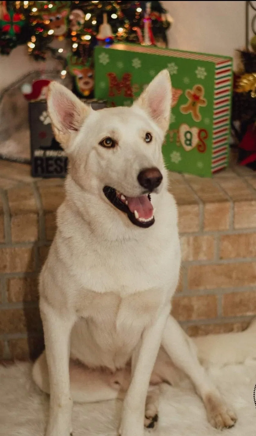 Lost dog in Dayton, TX, 77535
