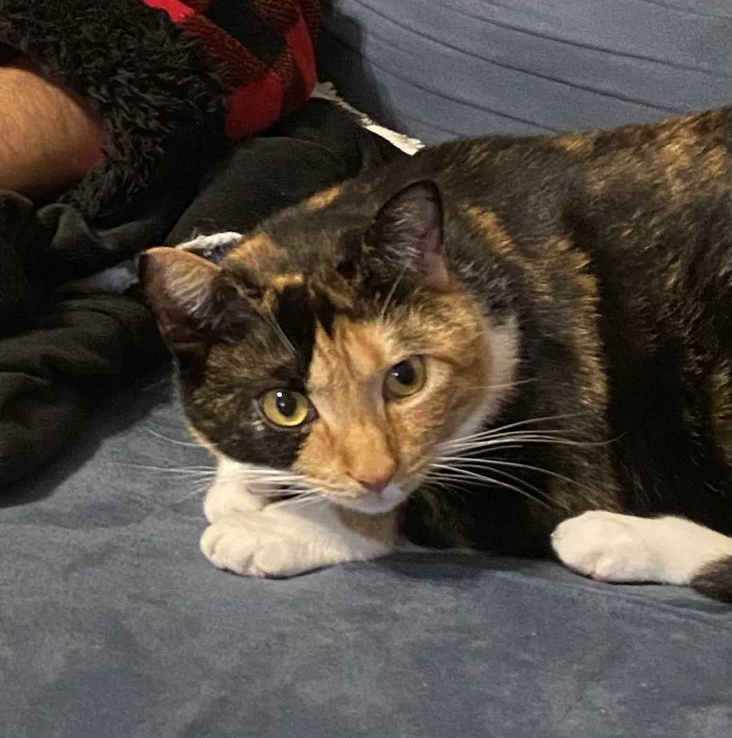 Lost cat in Ponchatoula, LA, 70454