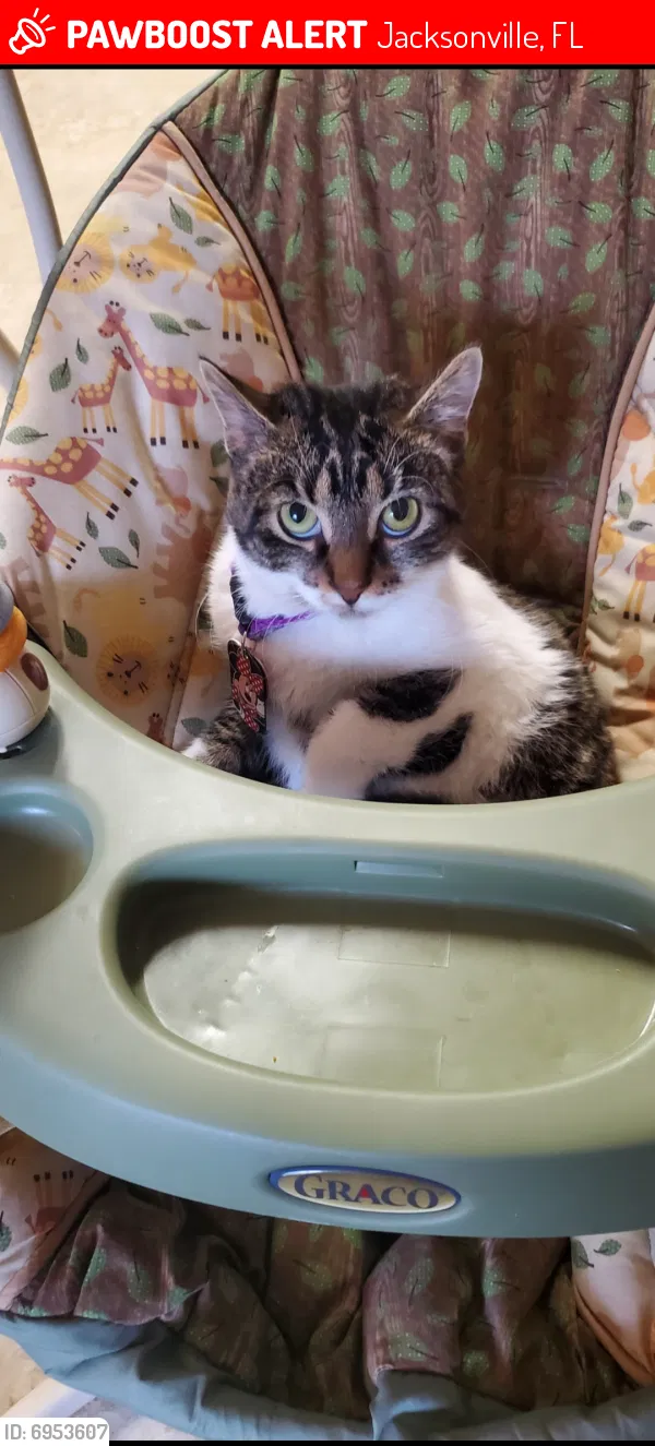 Lost cat in Jacksonville, FL, 32257