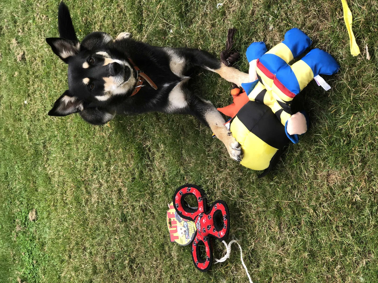 Lost dog in Marysville, WA, 98270