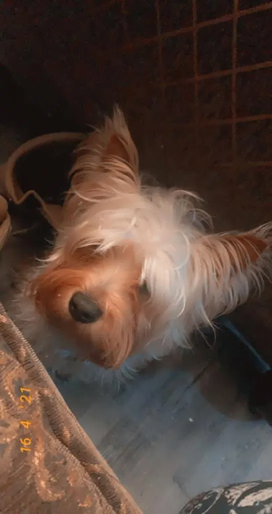 Lost dog in Carrollton, TX, 75006