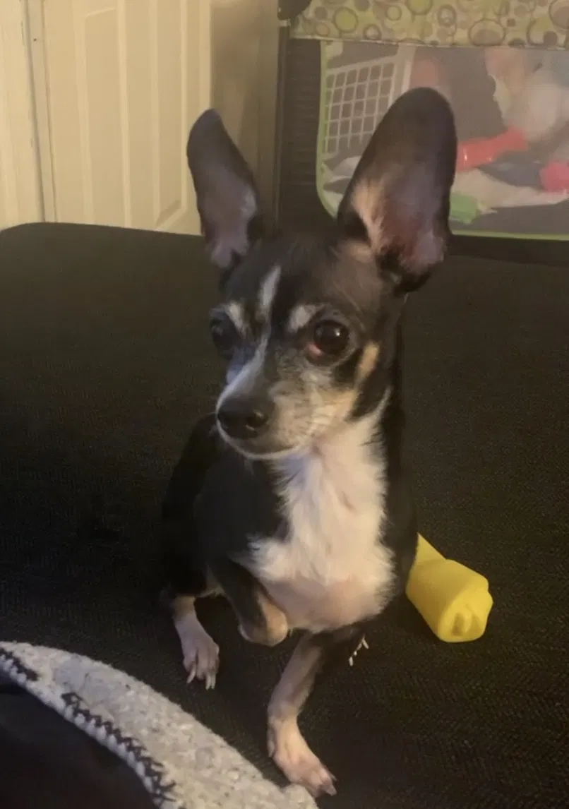 Lost dog in Lebanon, PA, 17046