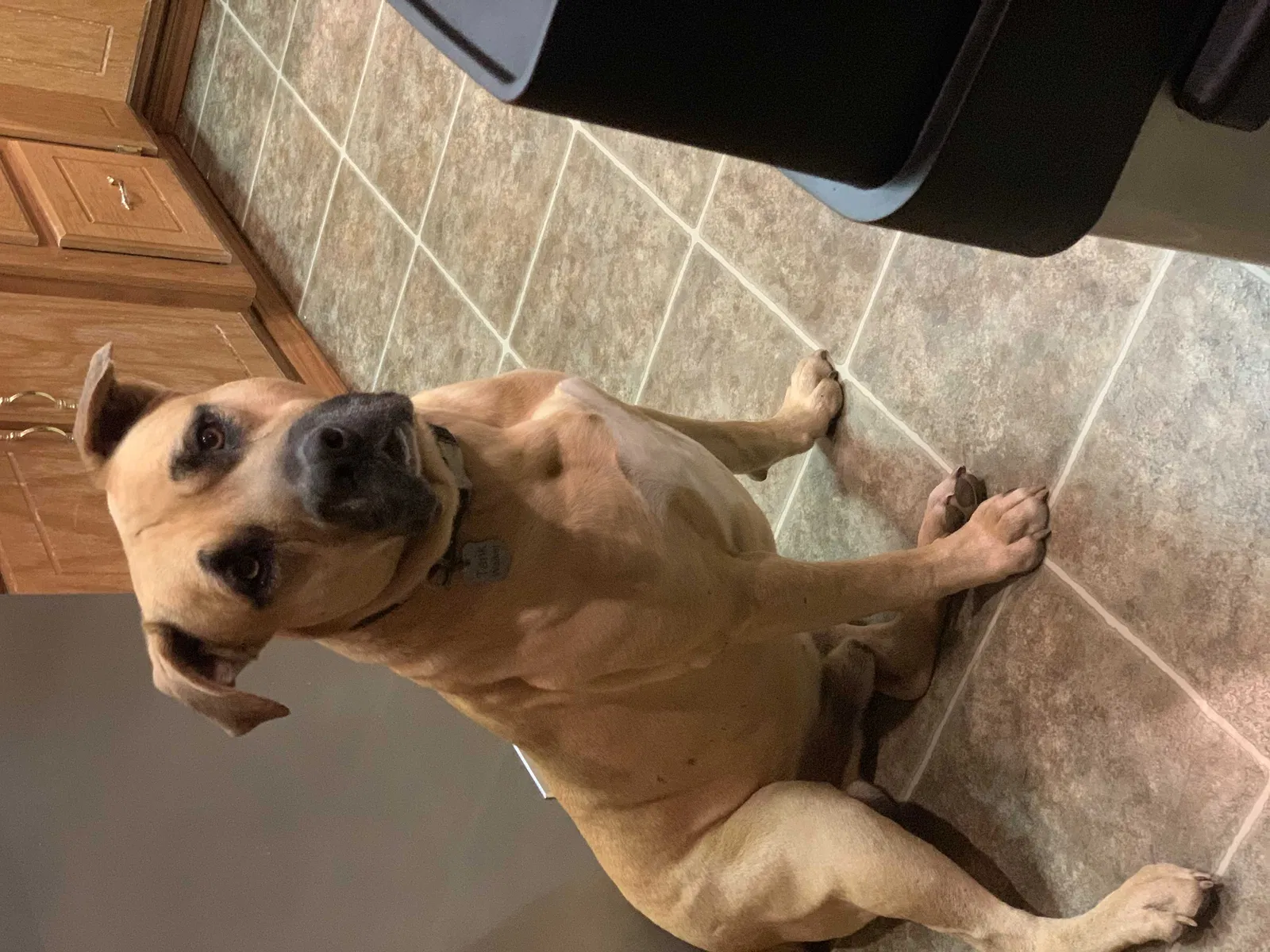 Lost dog in Ada, OK, 74820