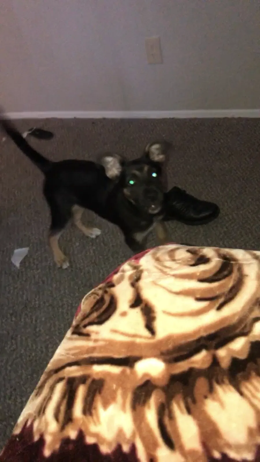 Lost dog in Houston, TX, 77086