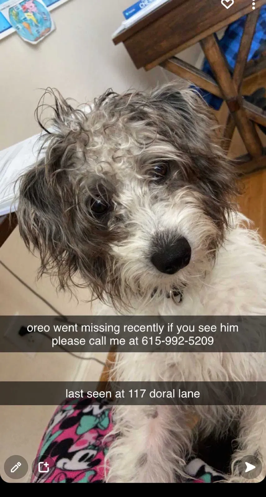 Lost dog in Hendersonville, TN, 37075