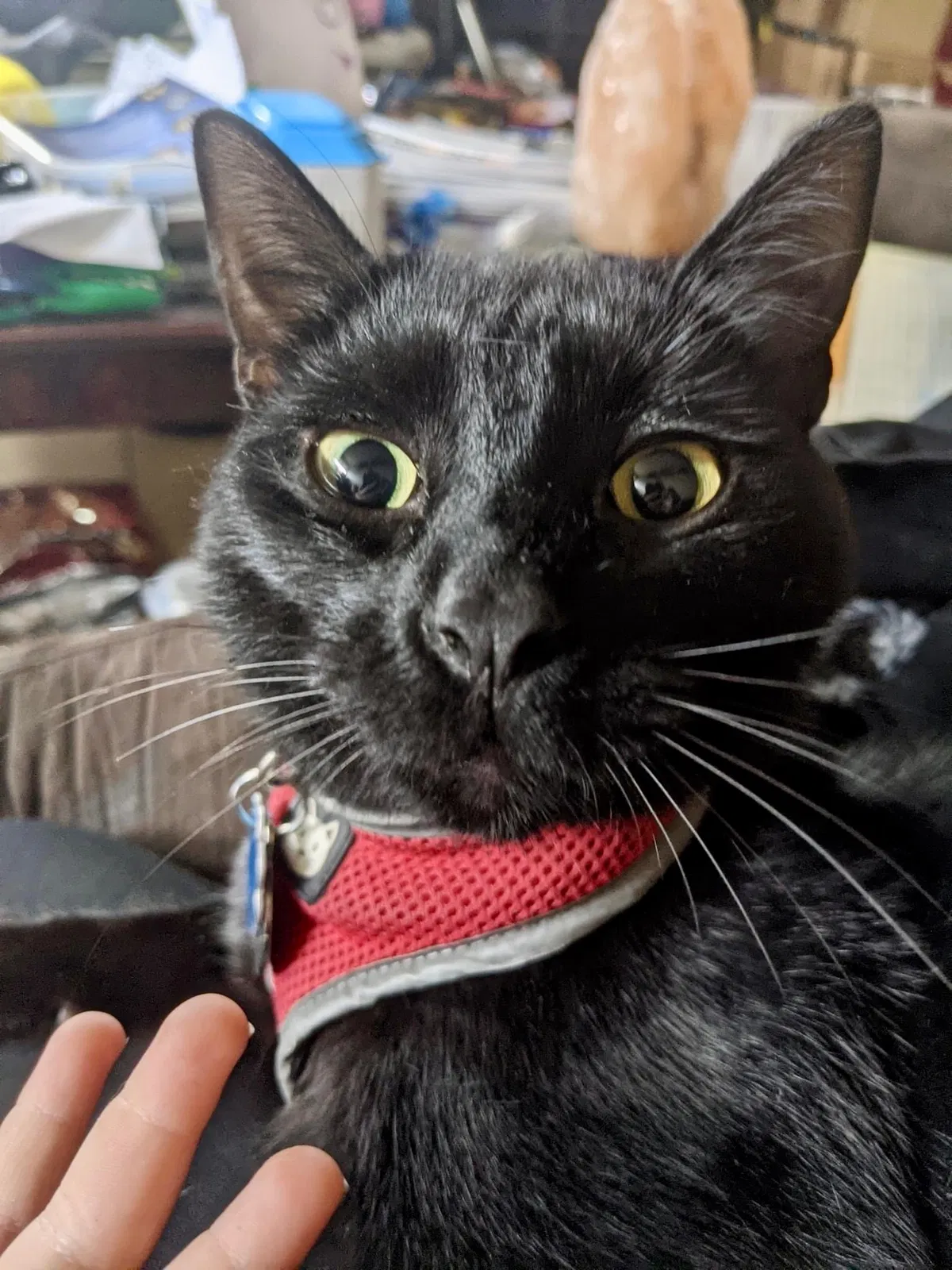 Lost cat in Kenner, LA, 70065
