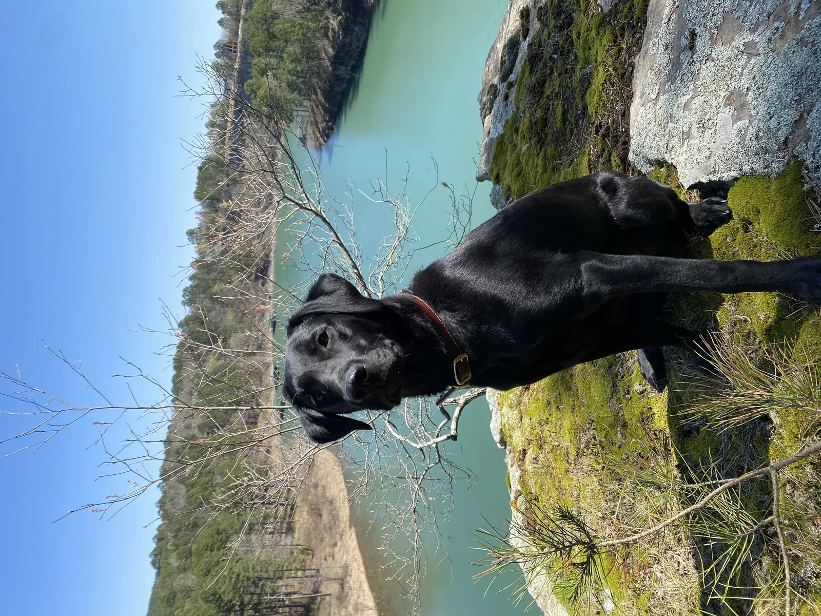 Lost dog in Heber Springs, AR, 72543