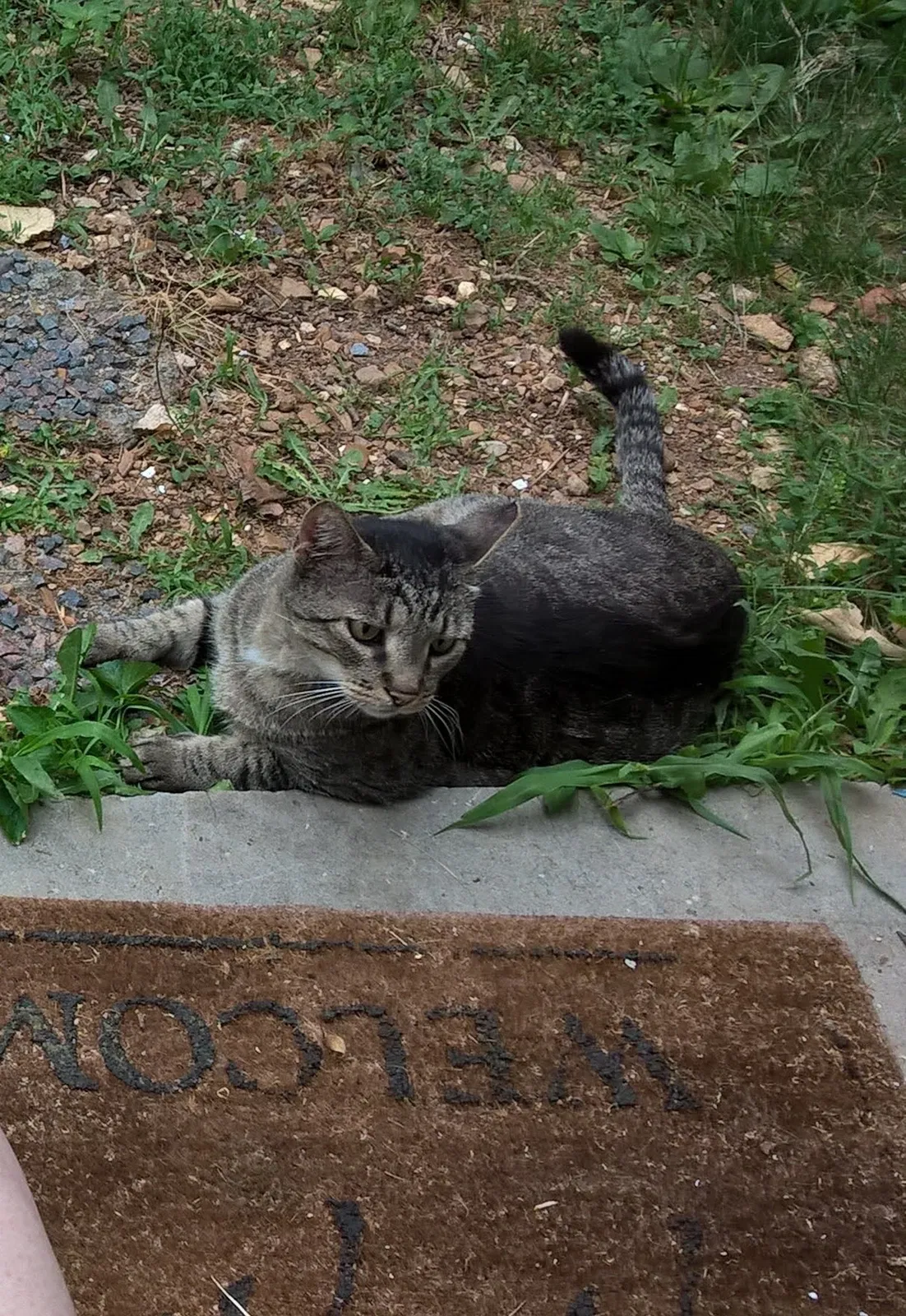 Lost cat in Saint James, MO, 65559