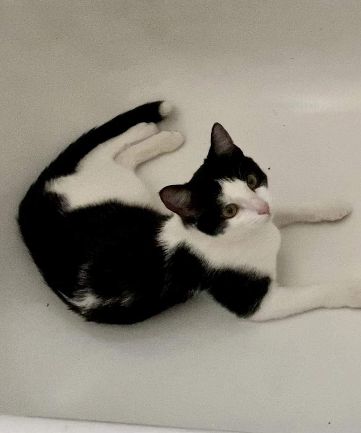 Lost cat in Colorado Springs, CO, 80916