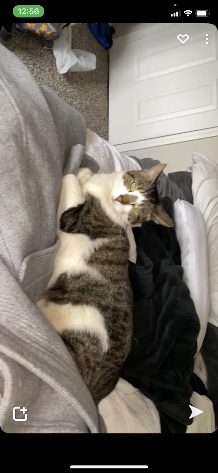 Lost cat in Aurora, CO, 80013
