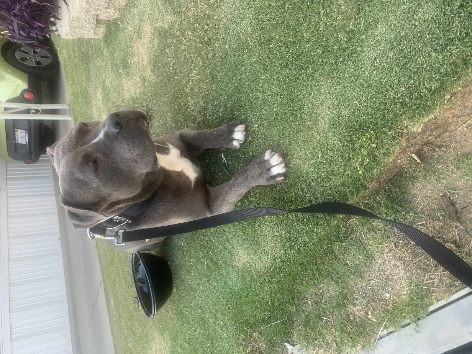 Found dog in Bakersfield, CA, 93306