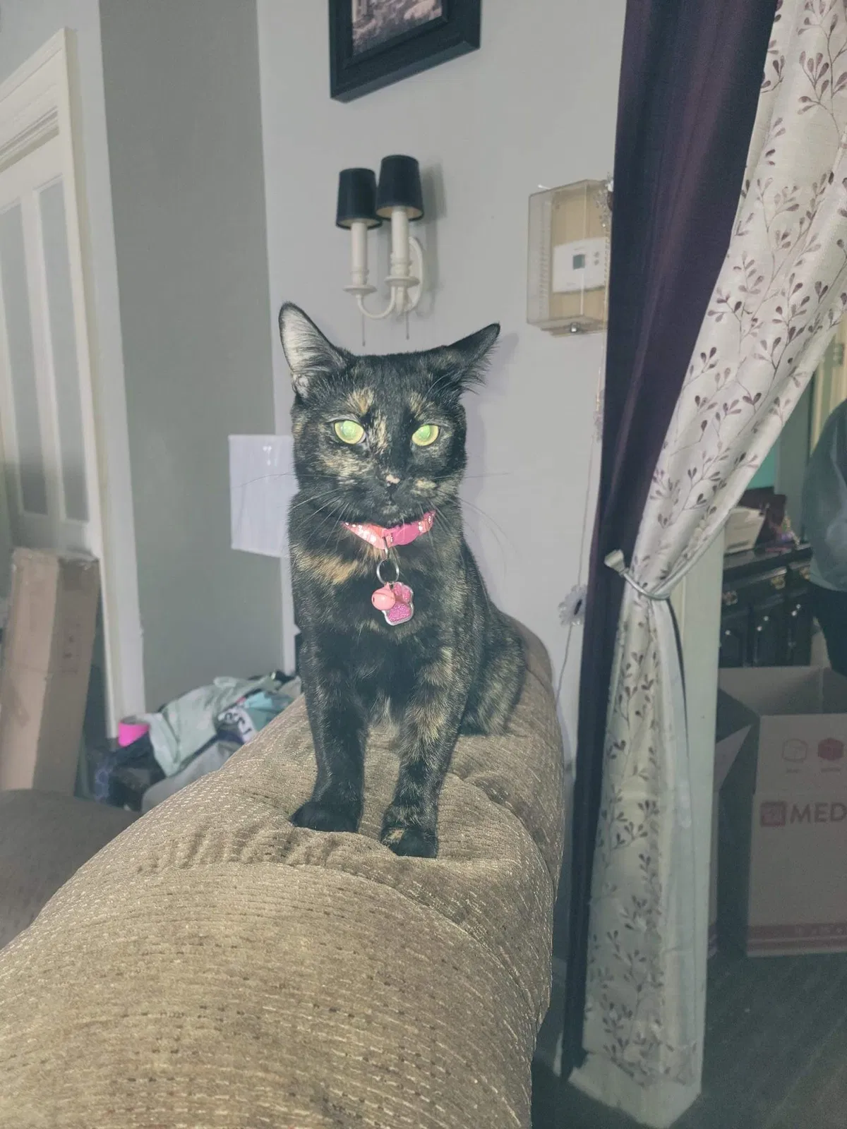 Lost cat in Buffalo, NY, 14226