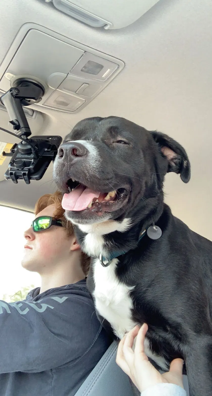 Lost dog in Colorado Springs, CO, 80907
