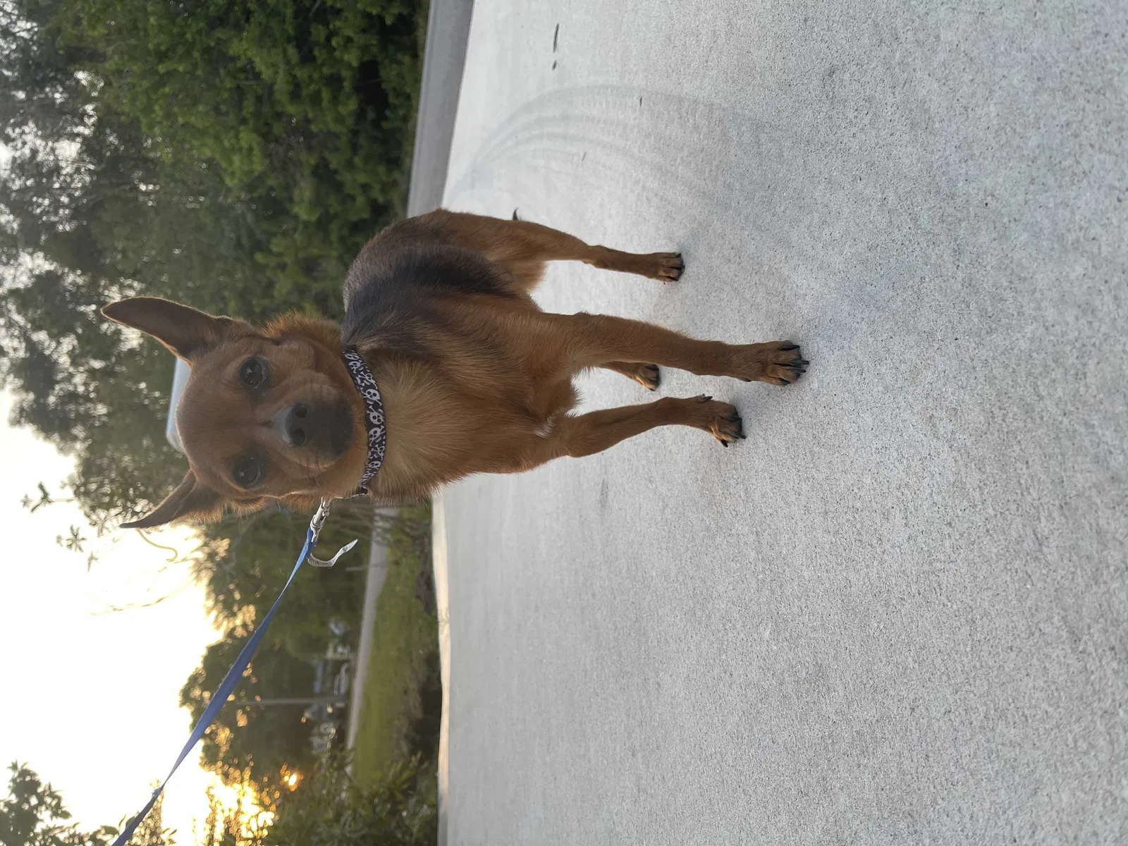 Lost dog in Melbourne, FL, 32904